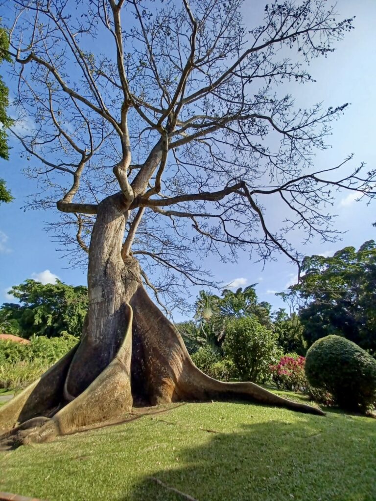 Jardin botanique en basse terre