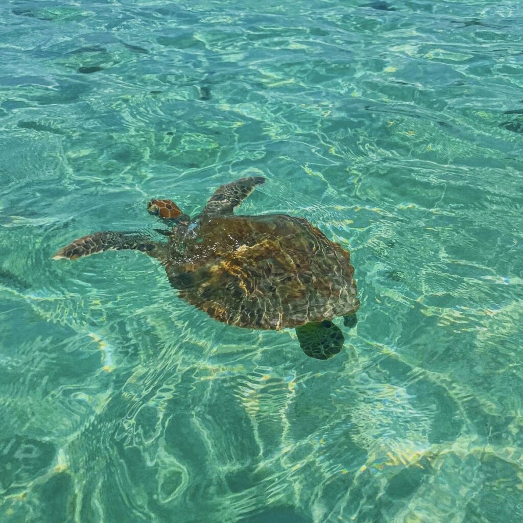 Tortue à Petite terre